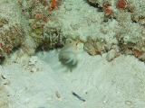 「ニチリンダテハゼ(Randall's prawn-goby)」のサムネイル画像