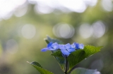 「ガクアジサイ(額紫陽花)」のサムネイル画像