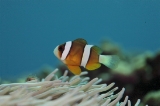 「クマノミ(Anemonefish)」のサムネイル画像