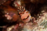 「キンセンイシモチ(Southern orange-lined cardinal fish)」のサムネイル画像