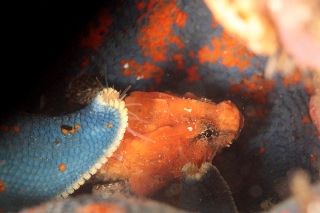 「サイトクビレ」のサムネイル画像