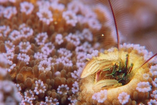 「カンザシヤドカリ(Coral Hermit Crab)」のサムネイル画像