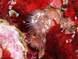 「ヒメイソギンチャク」のサムネイル画像