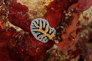 「ユキヤマウミウシ」のサムネイル画像