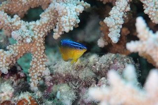 「ソラスズメダイ属の一種」のサムネイル画像