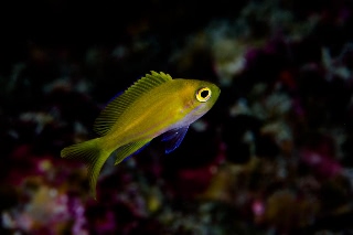 「スミレナガハナダイ(サロンパス)」のサムネイル画像