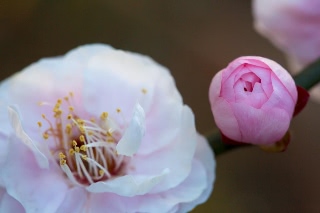 「ウメ」のサムネイル画像