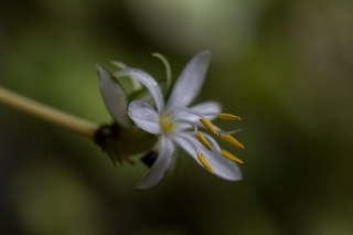 「オリヅルラン」のサムネイル画像