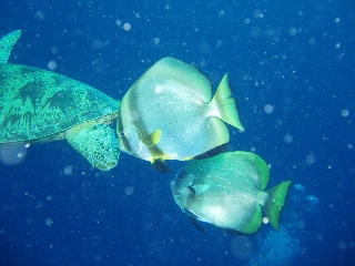 「ミカヅキツバメウオ」のサムネイル画像