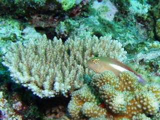 「メガネゴンベ(ring-eyed hawkfish)」のサムネイル画像