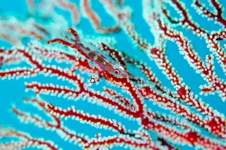 「ガラスハゼ」のサムネイル画像