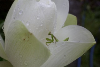 「ハラビロカマキリ」のサムネイル画像