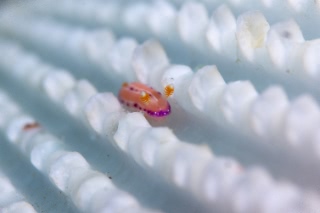 「ジュッテンイロウミウシ」のサムネイル画像