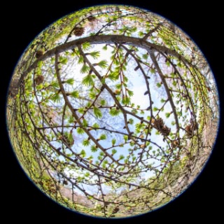 「オオヤマザクラ(エゾヤマザクラ,ベニヤマザクラ)」のサムネイル画像