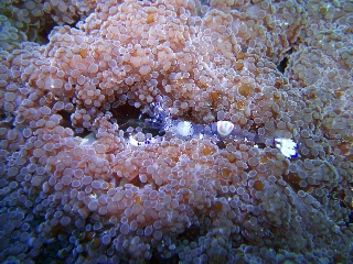 「ニセアカホシカクレエビ」のサムネイル画像