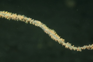 「ミネミズエビ」のサムネイル画像