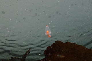 「クリオネ」のサムネイル画像