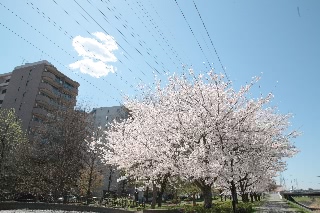 「ソメイヨシノ(染井吉野)」のサムネイル画像