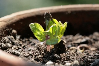 「朝顔」のサムネイル画像