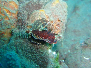 「シマヒメヤマノカミ」のサムネイル画像