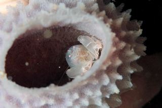 「ザラカイメンカクレエビ」のサムネイル画像