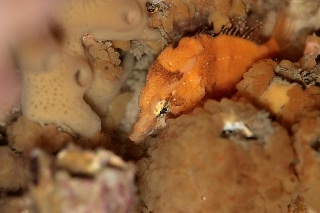 「クチバシカジカ(Grunt Sculpin)」のサムネイル画像