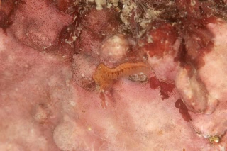 「ヒラハコケムシなの？」のサムネイル画像