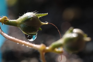 「桔梗咲き朝顔」のサムネイル画像