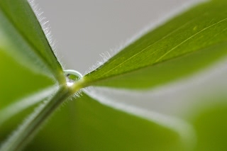 「ベニバナツメクサ(ストローベリーキャンドル)」のサムネイル画像