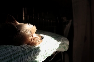 「ヨークシャー・テリア(Yorkshire Terrier)」のサムネイル画像