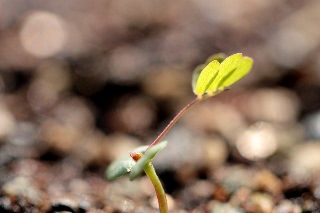 「オジギソウ」のサムネイル画像