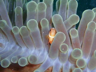 「カクレクマノミ(Western Clown Anemonefish)」のサムネイル画像