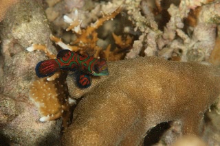 「ニシキテグリ(Mandarin Fish)」のサムネイル画像