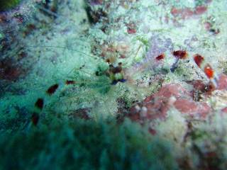 「オトヒメエビ(Banded boxer shrimp)」のサムネイル画像