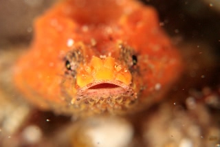 「サイトクビレ」のサムネイル画像