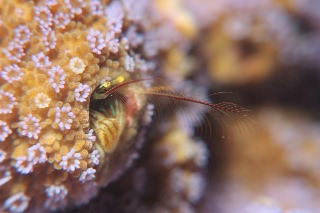 「カンザシヤドカリ(Coral Hermit Crab)」のサムネイル画像