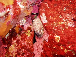 「トコブシ」のサムネイル画像