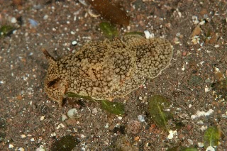 「ウミフクロウ」のサムネイル画像