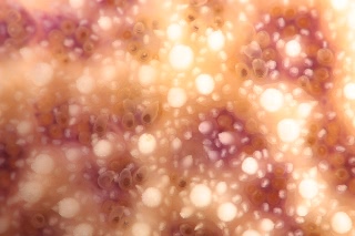 「マヒトデ」のサムネイル画像