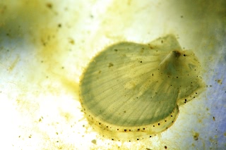 「ホタテガイ」のサムネイル画像