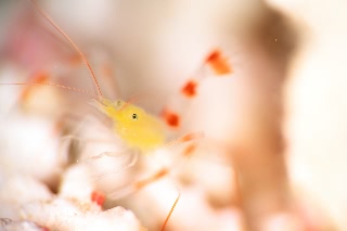 「イエローボクサーシュリンプ(ザンジバルボクサーシュリンプ)」のサムネイル画像