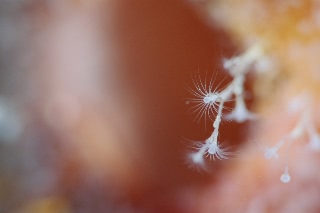 「ウミヒドラの仲間」のサムネイル画像