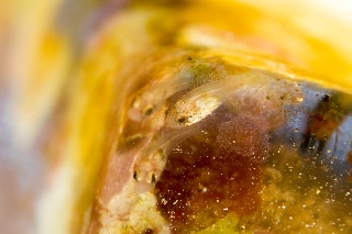 「マダラテンジクダイ 」のサムネイル画像