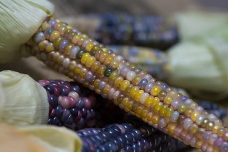 「レインボーコーン(虹色トウモロコシ,七色トウモロコシ,グラスジェムコーン,ジュエリーコーン)」のサムネイル画像