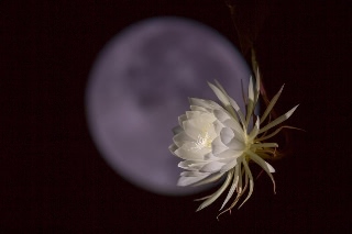 「ゲッカビジン(月下美人)」のサムネイル画像