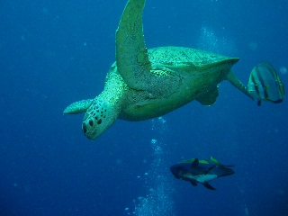 「アオウミガメ(Green turtle)」のサムネイル画像