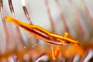 「ウミシダカクレエビ」のサムネイル画像