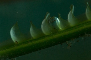 「アマモ」のサムネイル画像