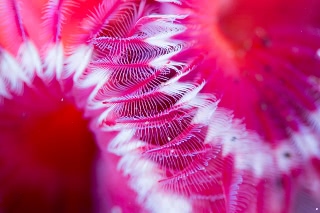 「ゴカイの仲間」のサムネイル画像