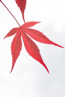 「モミジの仲間」のサムネイル画像